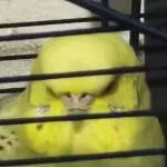 Freyas bester Blick 