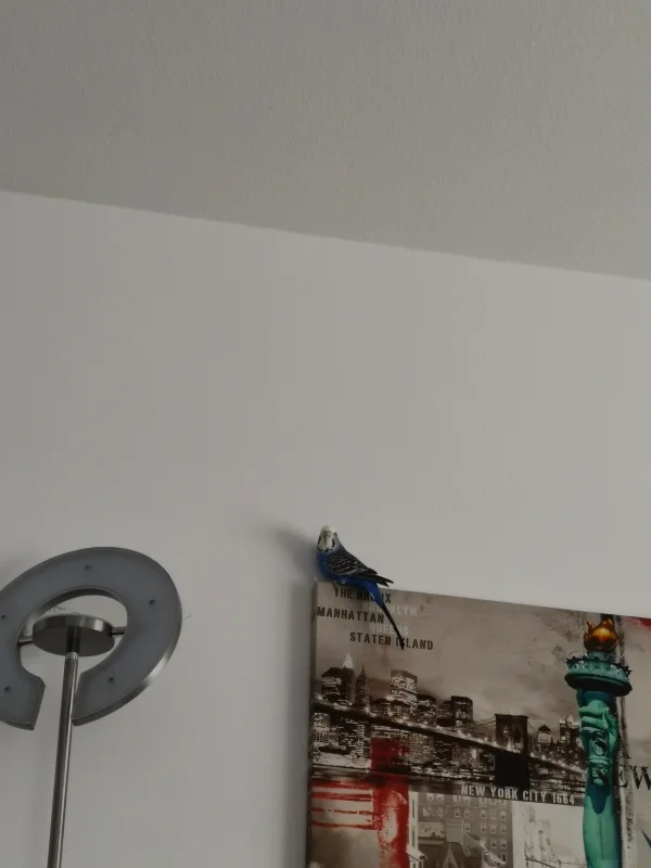 Wellensittich-Bild: Was die anderen machen, muss Bailey natürlich auch testen. Man könnte ja was verpassen.