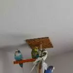Alle 4 Rabauken zusammen 