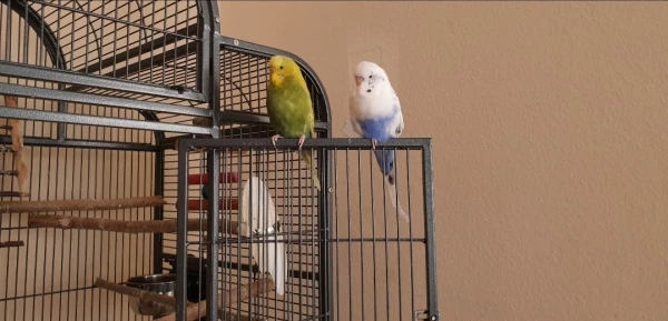 Wellensittich-Bild: Paco und Coco sitzen auf dem Käfig ;)