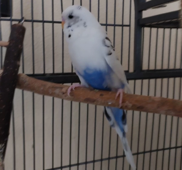 Wellensittich-Bild: Ein süßer Wellensittich Namens Paco.