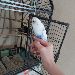 Paco ist brav
