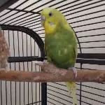 Coco ist süß
