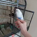 Paco ist brav