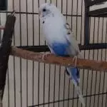 Paco in Käfig