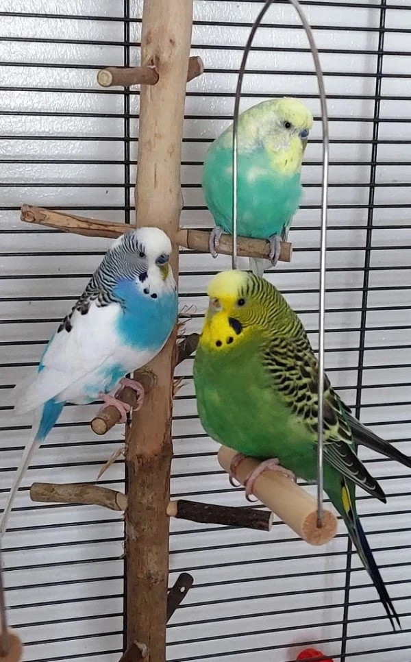 Wellensittich-Bild: Meine drei Wellis auf einen Schlag: 
Oben Luigi, Mitte Pepino, Vorne Hansi.
