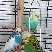Ein Welli Trio