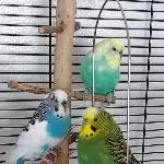 Ein Welli Trio