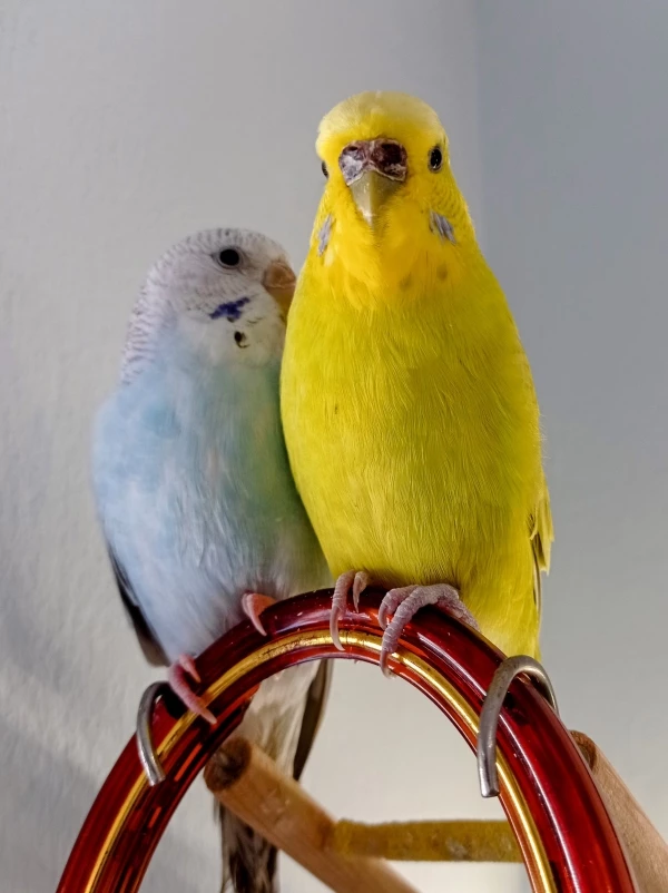 Wellensittich-Bild: 2 Hennen, 