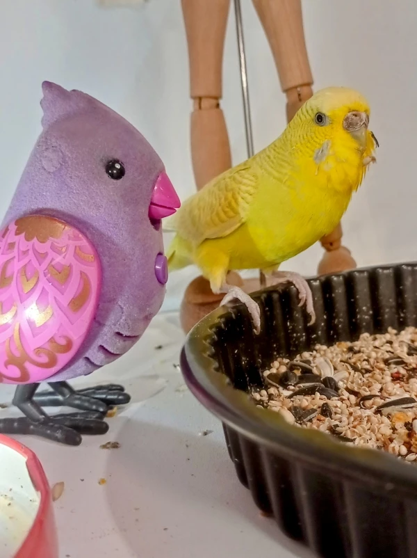 Wellensittich-Bild: Maca & friends 