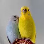 Maca und Cuca