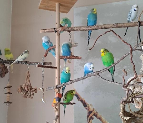 Wellensittich-Bild: Der Lieblingsplatz der Farbenfrohen. 