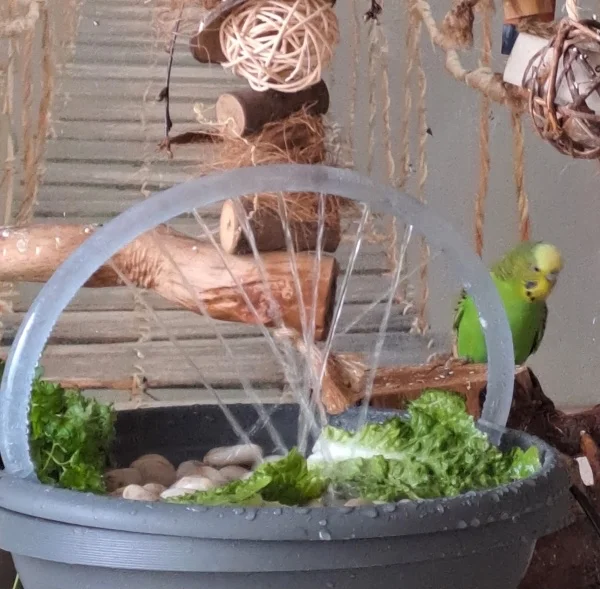 Wellensittich-Bild: Lara schaut sich neugierig das neue Salatbad an.. soll ich?