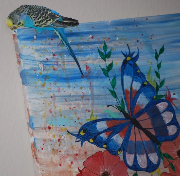 Wellensittich-Bild: Paula will den Schmetterling befreien.