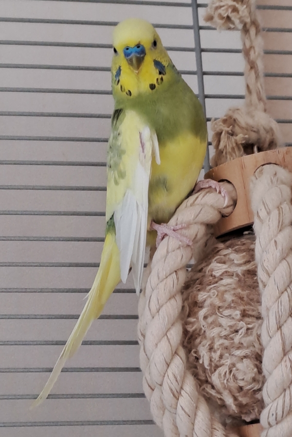 Hans