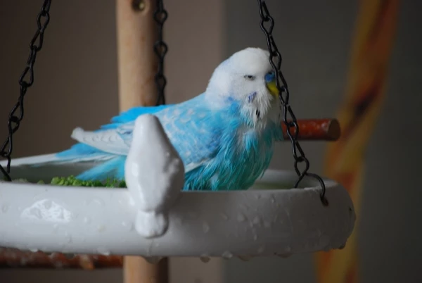 Wellensittich-Bild: Wasserperlen durch Coco´s Badespaß.