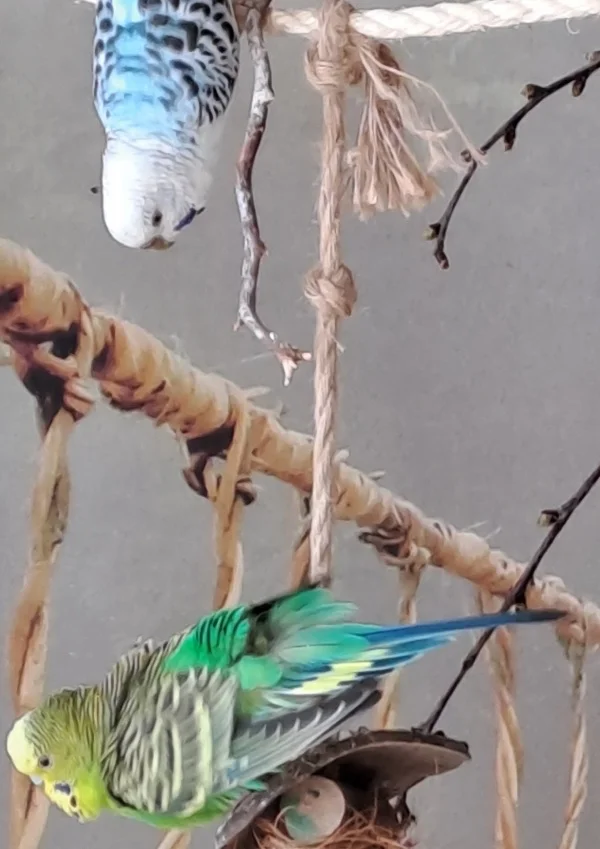 Wellensittich-Bild: Plant Lotte einen Sturzflug auf Lara?