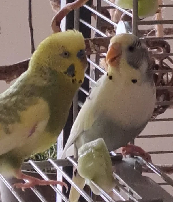 Wellensittich-Bild: Mit Kumpeline Sunny ist´s immer lustig