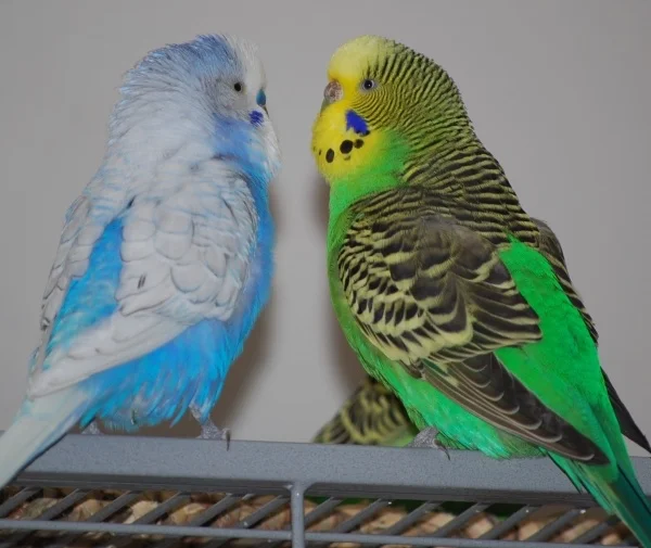 Wellensittich-Bild: Jackie und Idgie - onoff Beziehung