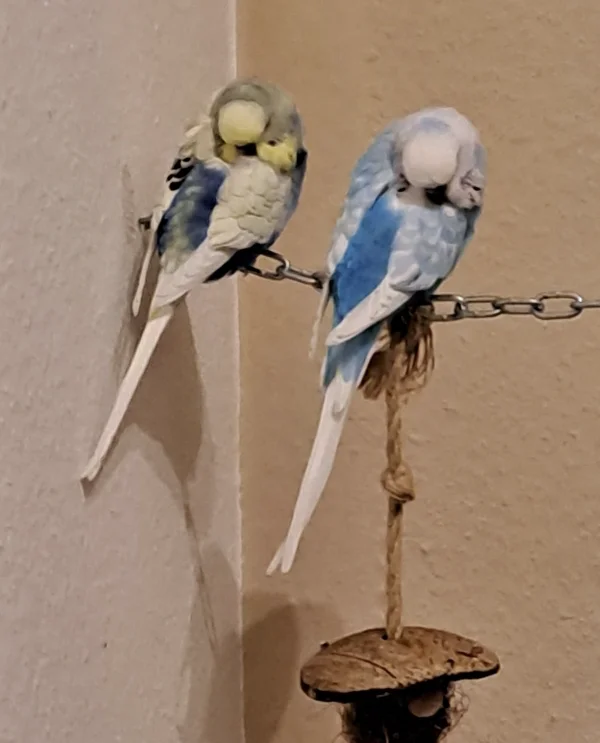 Wellensittich-Bild: Olaf und Coco machen Siesta