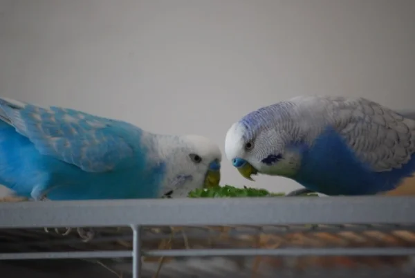 Wellensittich-Bild: Klau uns bloß nicht den Salat
