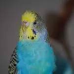 Aus braun mach blau