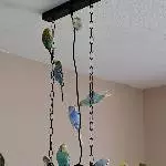 Birdlamp for all