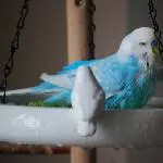 Coco planscht fleißig