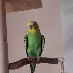Miss Idgie