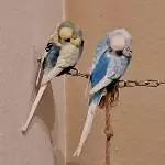 Synchronschlaf