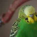 Igelchen