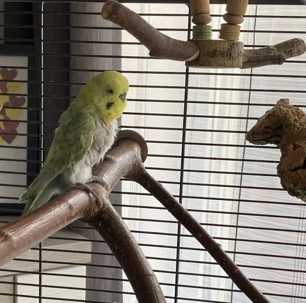 Wellensittich-Bild: Unser Pieps ist munter und agil