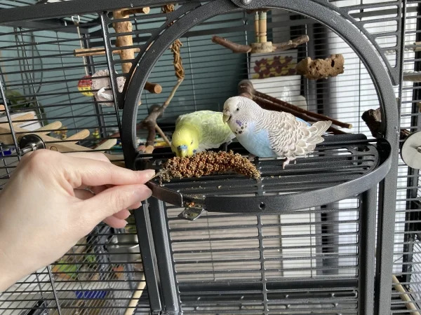 Wellensittich-Bild: Für Kohi vergisst Liselotte ihre Angst vor der Hand