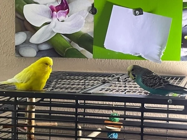 Wellensittich-Bild: Sunny ist noch etwas zurückhaltend, während Wilma versucht Freundschaft zu schließen.
