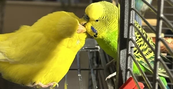 Wellensittich-Bild: Sunny genießt die Liebesbekundung von Fridolin