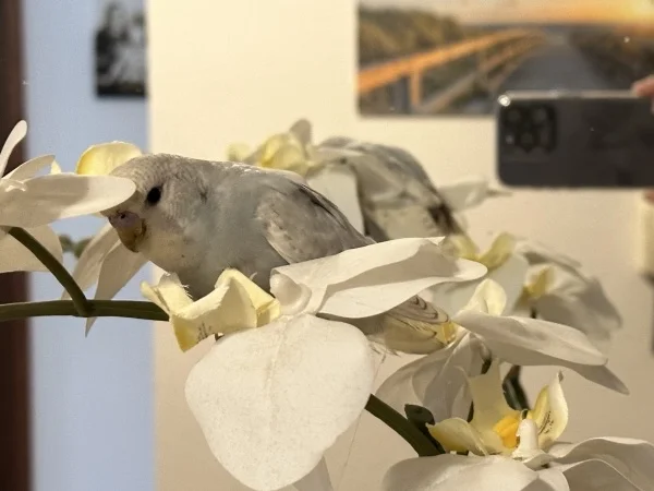Wellensittich-Bild: Maxi versteckt sich zu gern in den Orchideenblüten