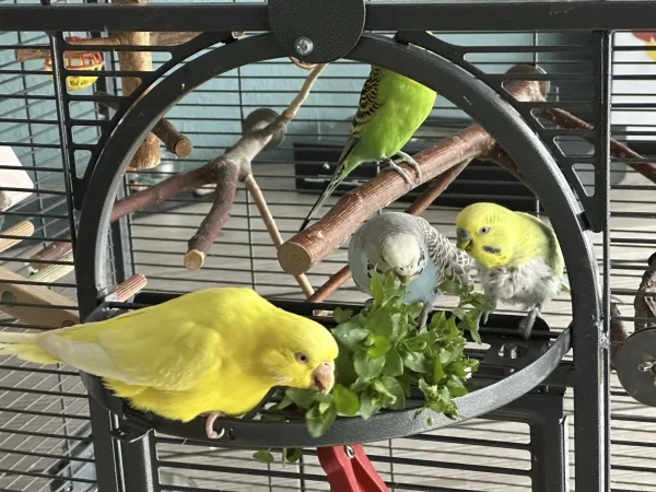 Wellensittich-Bild: Endlich steht wieder frische Vogelmiere auf dem Speiseplan