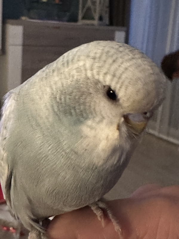 Maxi