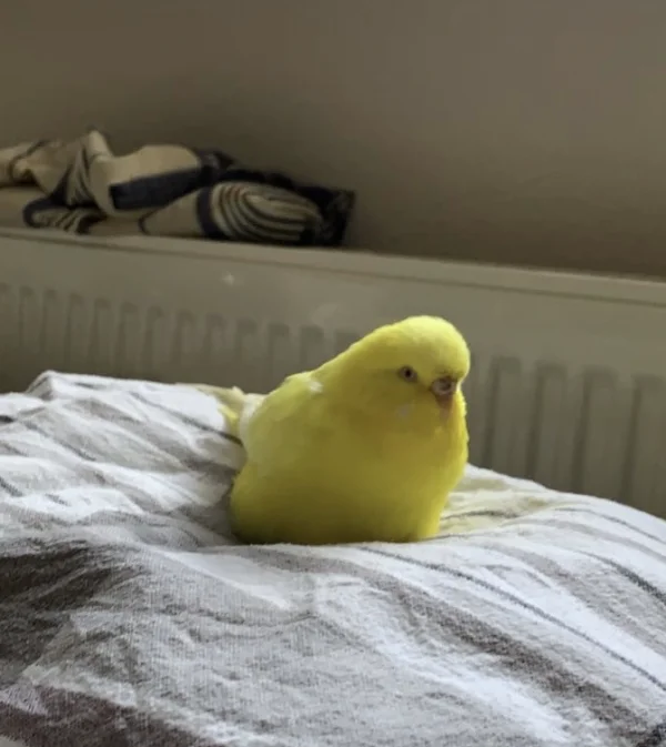 Wellensittich-Bild: Unser Moppelchen hat es sich im Bett bequem gemacht