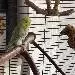 Pieps