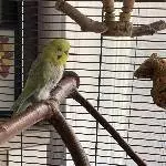 Pieps der Rupfer