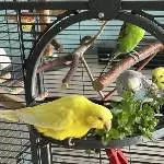 Vogelmiereparty