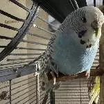 Passbild Liselotte