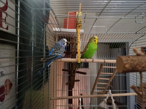 Wellensittich-Bild: Das war der zweite Tag von Leonard und Penny bei uns. Da waren sie noch sehr ängstlich. Gibt leider noch keine guten neuen Bilder.