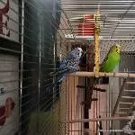 Penny, Leonard ganz neu bei uns