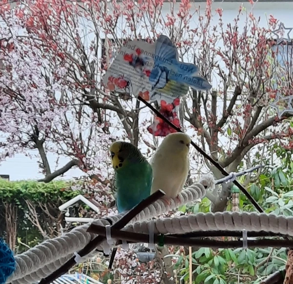Wellensittich-Bild: Sie lieben es am Terrassenfenster zu sitzen