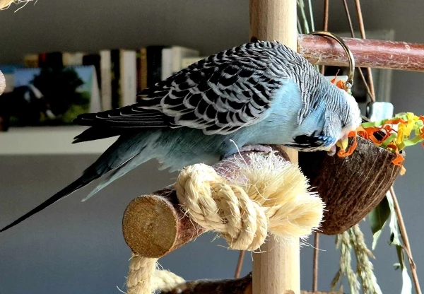 Wellensittich-Bild: Leia liebt es die Papierschnipsel aus der Nuss herauszuzuiehen und in der Wohnung zu verteilen - immer und immer wieder.