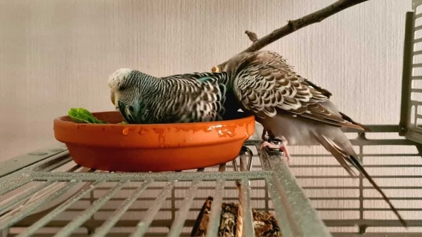 Wellensittich-Bild: Wer darf wohl heute wieder erst als Zweiter baden? 