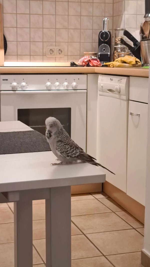 Wellensittich-Bild: Mal schauen was die Federlose heute wieder kochen wird. Ich nehme schonmal am Tisch Platz! 