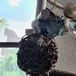 Weidenkugel-Sport